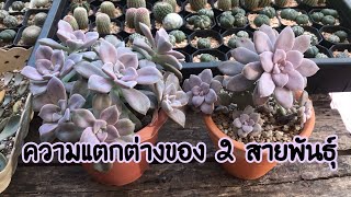 Graptopetalum superbum amp Graptopetalum Purple Delight มีความแตกต่างกันอย่างไร💜💜 [upl. by Adnwahsat806]