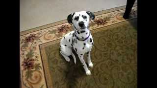 Andie the smart dalmatian puppy [upl. by Eleik]