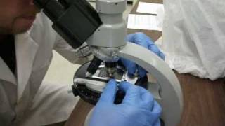 Asbestos testing with Polarizing Light Microscope [upl. by Naujaj]