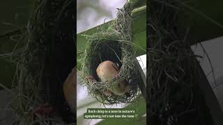 Architects of the Wild Masterpiece in Motion 🐦🏗️ weavers birdnest birdlife [upl. by Leba]