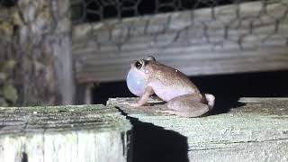 ZOOMED IN   Hawaii Coqui Frog Sound [upl. by Ecnahc]