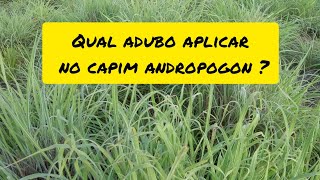 melhor adubo para aplicar no andropogon  qual o capim responde melhor [upl. by Avad91]