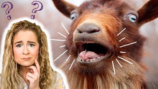 Why Do Goats Scream Thor Love And Thunder Screaming Goats Explained [upl. by Sherlock70]