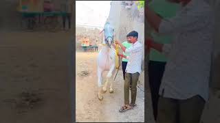 કાઠિયાવાડી ઘોડીhoroscope horse horselover horseracing horseriding [upl. by Accisej]