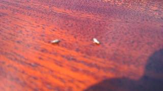 Live Woodworm  These are Live Woodworm Beetles  The Common Furniture Beetle [upl. by Chelsey]