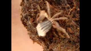 Brachypelma vagans  Molting [upl. by Aeet]