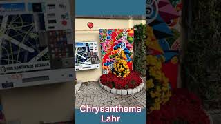 Chrysanthema Lahr 2022 [upl. by Retluoc]