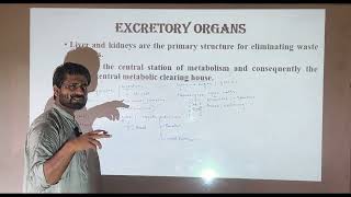 Liver  Excretory organ liver  Class12  NMDCAT NEET  Biology Excretion in Human  Urea Cycle [upl. by Akenna]