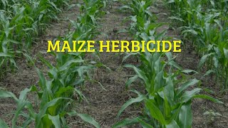 Altrazin 50wp herbicide for maize and sugarcane [upl. by Aicelf394]