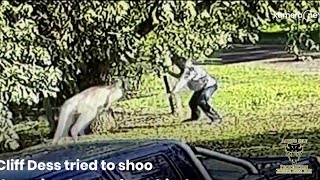 Man Fights Kangaroo For His Dogs [upl. by Jose]