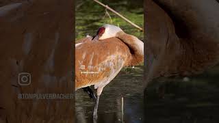 Sandhill crane sleeping 🥰 [upl. by Appilihp]