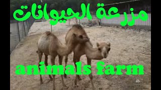 مزرعة الحيوانات  cow  cat  dog  horse  tiger  Lion  farm animals [upl. by Iddo]