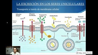 Clase de Biología  Excreción en seres unicelulares y plantas [upl. by Vullo421]