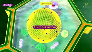 Biology Cell Structure I Nucleus Medical Media [upl. by Rilda730]