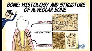 Bone histology and Structure of Alveolar bone [upl. by Annadiana]