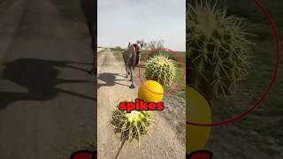 Camel Eats Cactus 😱 [upl. by Soutor]