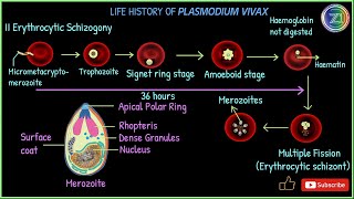 Complete Life Cycle of Plasmodium vivax  Malarial Parasite  BSc 1st Year I Z1 Tutorials [upl. by Drazze]