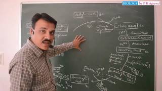 Easy way to learn Krebs Cycle TCA or Citric Acid Cycle [upl. by Ayotak34]