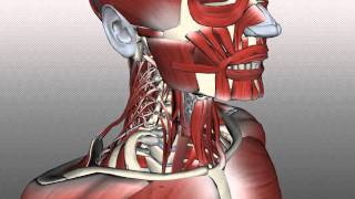 Neck Muscles Anatomy  Posterior Triangle Prevertebral and Lateral Muscles [upl. by Sarnoff878]