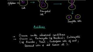 Cell 012 [upl. by Hotze664]