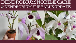 How to care for the species orchid Dendrobium nobile amp and a quick check in on Dendrobium Euryalus [upl. by Eldnar]