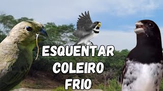 ESQUENTAR QUALQUER COLEIRO TUI TUI PURO COM ESQUENTAR COLEIRO TUI TUI COM ESQUENTAR COLEIRO TUI TUI💥 [upl. by Ahtikal]