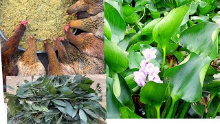 Mix chicken feed from water hyacinth  effects of ACACIA MANGIUM plant on chickens  Chicken Farm [upl. by Eydnarb620]