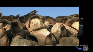 Sea Lions and Seals [upl. by Stock]