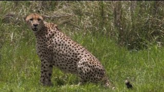 CHEETAH FIGHTS CROCODILE FOR HER LIFE AMAZING [upl. by Rhodia548]