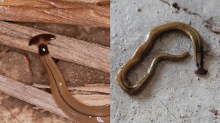 Hammerhead Flatworms Are Gross and Bad [upl. by Kcerb848]