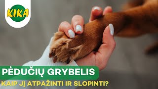 Pėdučių grybelis šunims  kaip jį atpažinti ir slopinti [upl. by Hueston833]