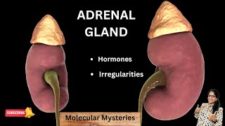 ADRENAL GLAND  LOCATION  ADRENAL CORTEX AND ADRENAL MEDULLA  TYPES OF HORMONES [upl. by Neu297]