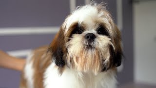 5 MONTH OLD LHASA APSO PUPPY FIRST GROOMING ✂️❤️🐶 [upl. by Karoly]