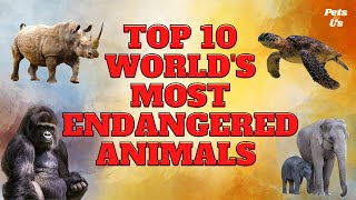 🔝Top 10 Worlds Most Endangered Animals 🦏🐘🐒 2023  Most Endangered Species 2022  Pets and Us [upl. by Annahsirhc108]