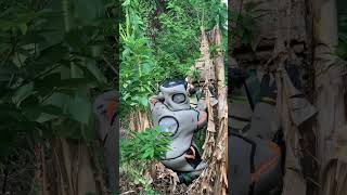 Removing Biggest Hornet nest 9 shortvideo satisfying huntinghoneybees waspnest hornetnest [upl. by Arrekahs]