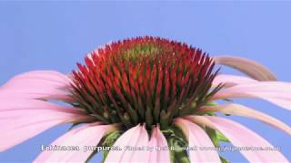 Echinacea Cone flower time lapse [upl. by Anayik]