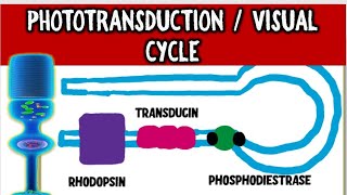 From Light to Vision Demystifying the PHOTOTRANSDUCTION CASCADE and VISUAL CYCLE [upl. by Dazhahs]