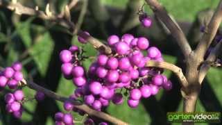 Callicarpa bodinieri Profusion  Chinesische Schönfrucht [upl. by Kariotta627]