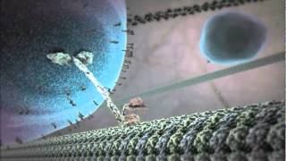 The Inner Life of the Cell Animation [upl. by Hazelton]