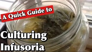 Culturing Infusoria A Quick Guide [upl. by Inilahs]