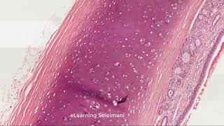 Practical Histology English Trachea [upl. by Annah]