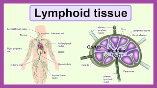 lymphoid tissue [upl. by Baldridge]