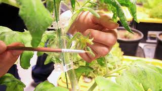 5 Ways To Hand Pollinate Tomatoes for Great Success [upl. by Agnese213]