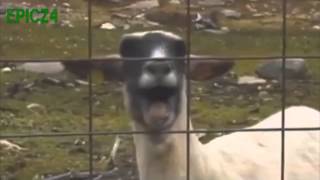 Taylor Swift  I Knew You Were Trouble Feat Screaming Goat [upl. by Deenya]