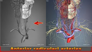 Anterior radicular arteries  Arteries of head and neck  3D Human Anatomy  Organs [upl. by Gisele]