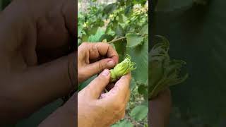 Harvesting fresh hazelnuts from the farm🌰 hazelnuts plants shorts [upl. by Arabela]