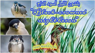 وثائقى عن طائر بلشون الليل أسود التاجquotBlackcrowned night heronquot [upl. by Garbers]