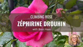 ZÉPHIRINE DROUHIN Climbing Rose Review [upl. by Evilo816]