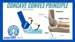 What are Arthrokinematic Movements [upl. by Jutta976]