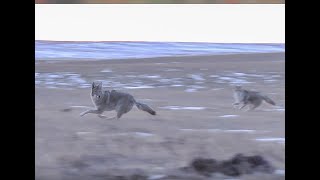 4 Coyotes Attack Dog  EPIC 4K Coyote Footage  Predator Hunting SUPPRESSED® quotQUADRECEPTquot [upl. by Annaes734]